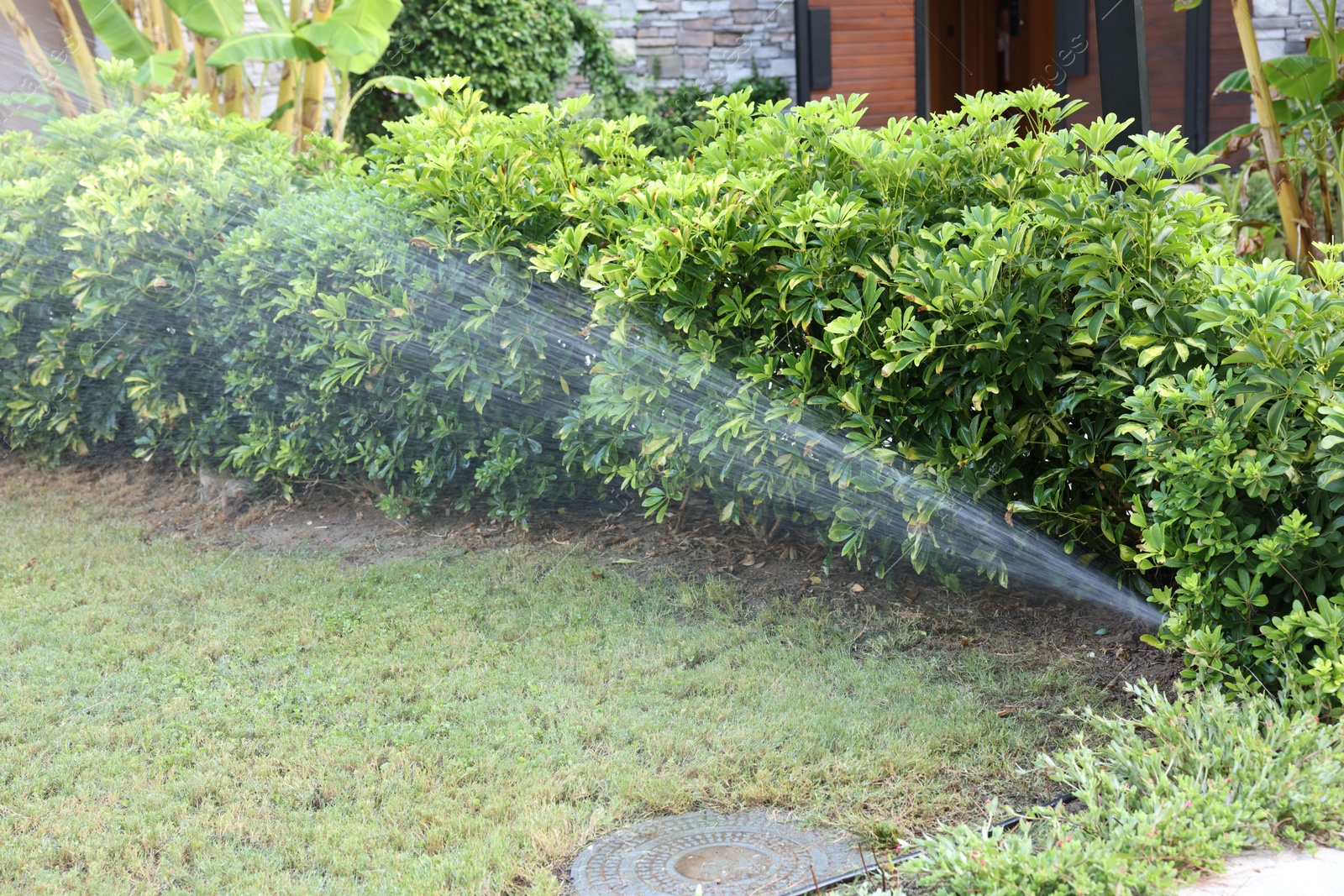 Photo of Automatic sprinkler watering green grass in garden