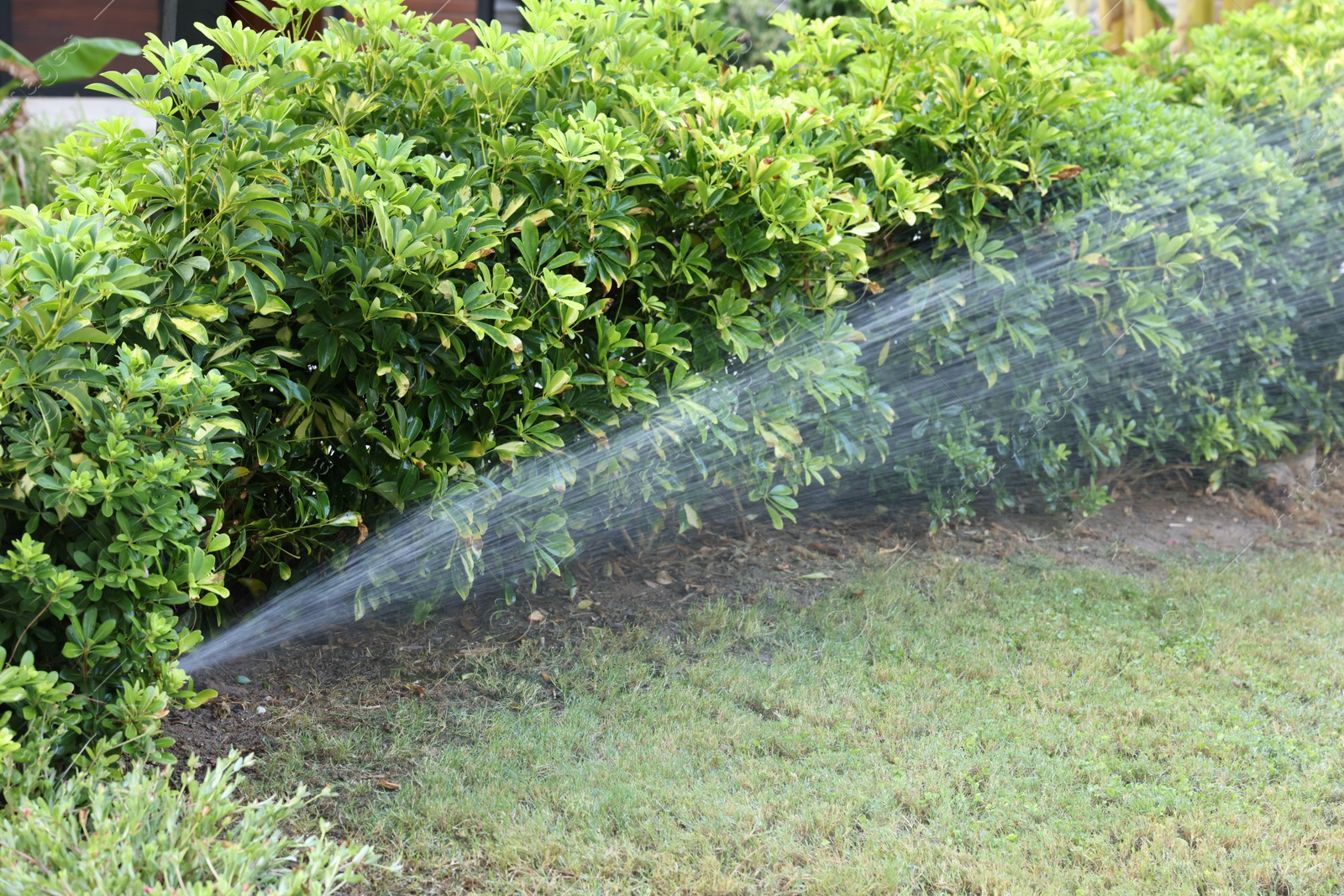 Photo of Automatic sprinkler watering green grass in garden