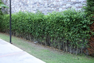 Photo of Plants with green leaves growing near building outdoors