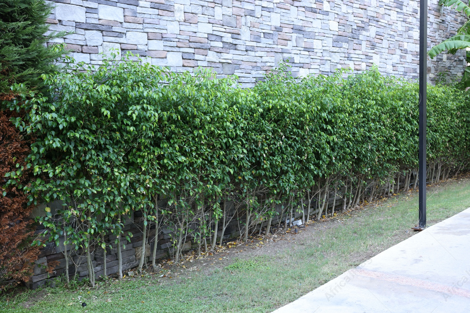 Photo of Plants with green leaves growing near building outdoors