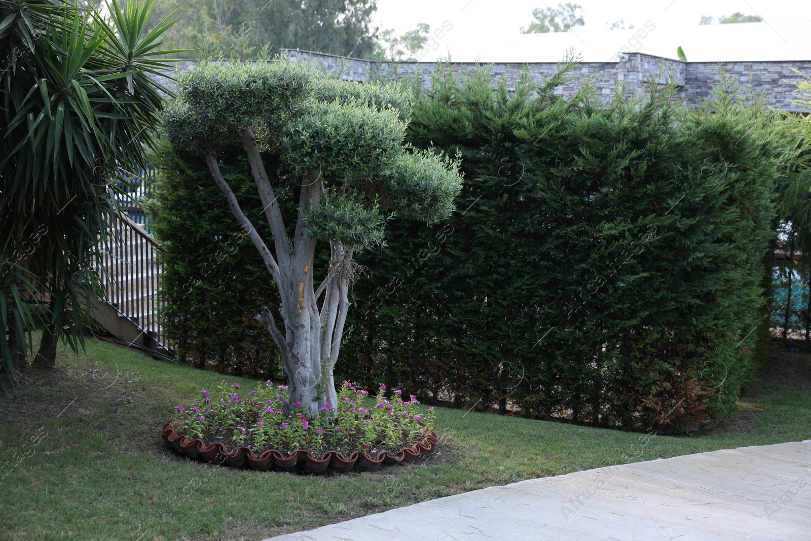 Photo of Beautiful tree with green leaves, pink flowers and other plants growing outdoors