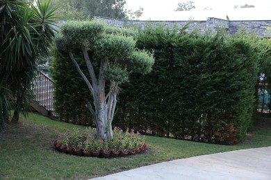 Photo of Beautiful tree with green leaves, pink flowers and other plants growing outdoors