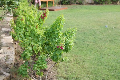 Photo of Beautiful plant with green leaves and pink flowers growing in garden