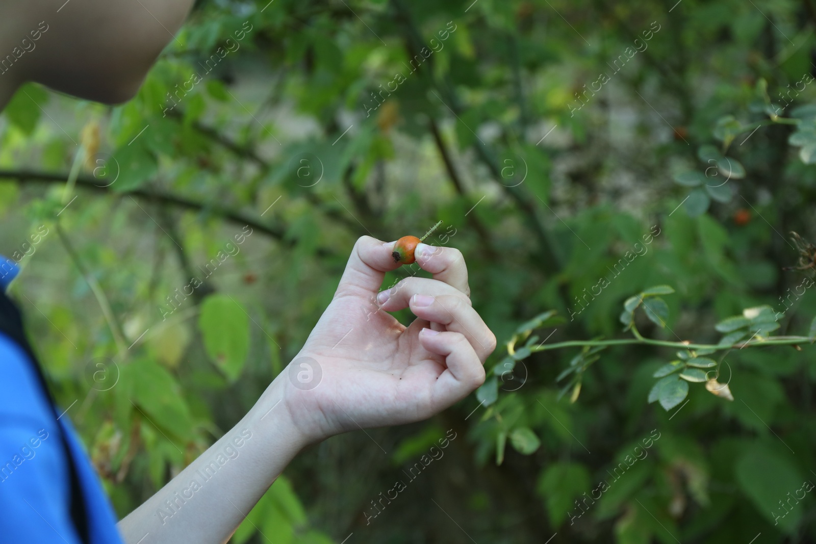 Photo of Little boy with berry near shrub outdoors, closeup