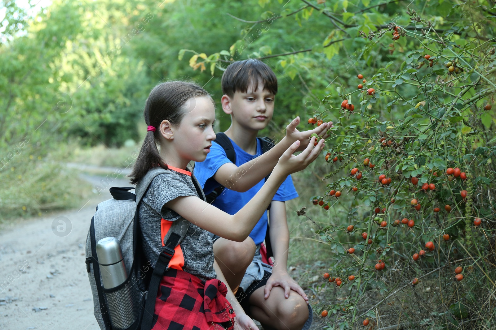 Photo of Brother and sister exploring shrub with berries outdoors