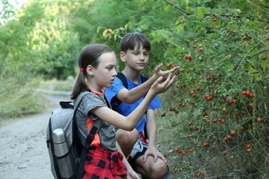 Photo of Brother and sister exploring shrub with berries outdoors