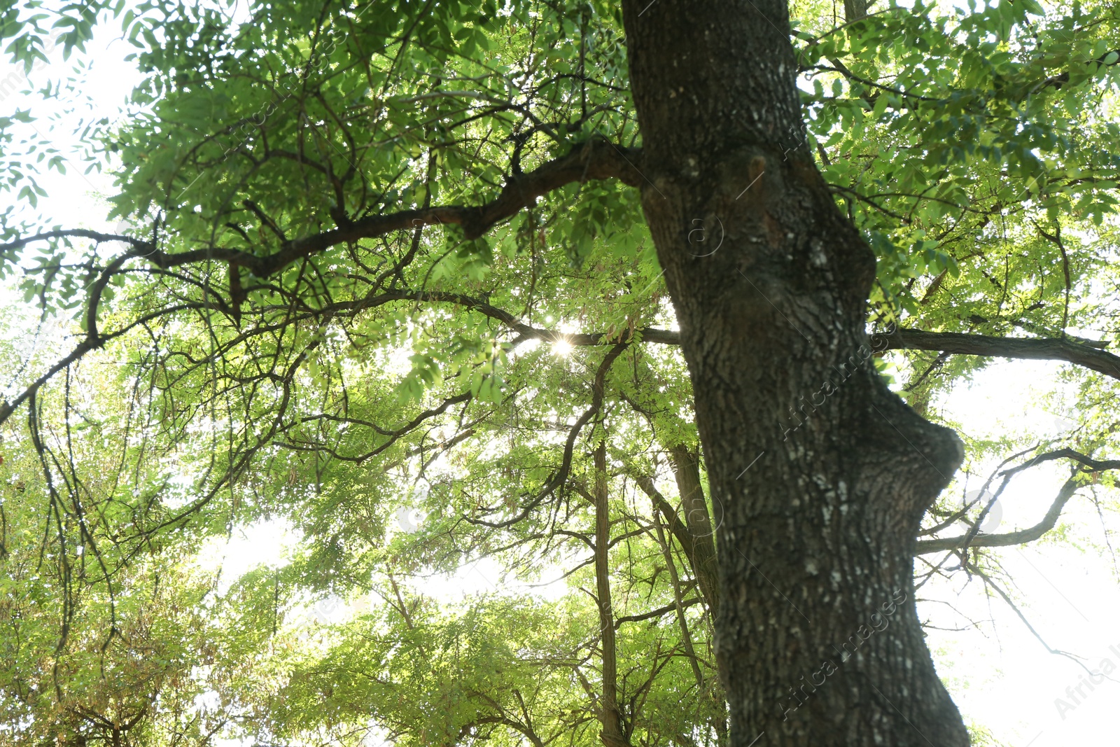 Photo of Beautiful trees with green leaves growing in forest