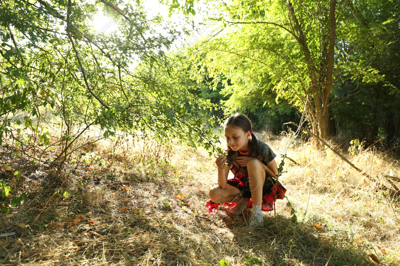 Photo of Little girl exploring shrub with green leaves outdoors on sunny day