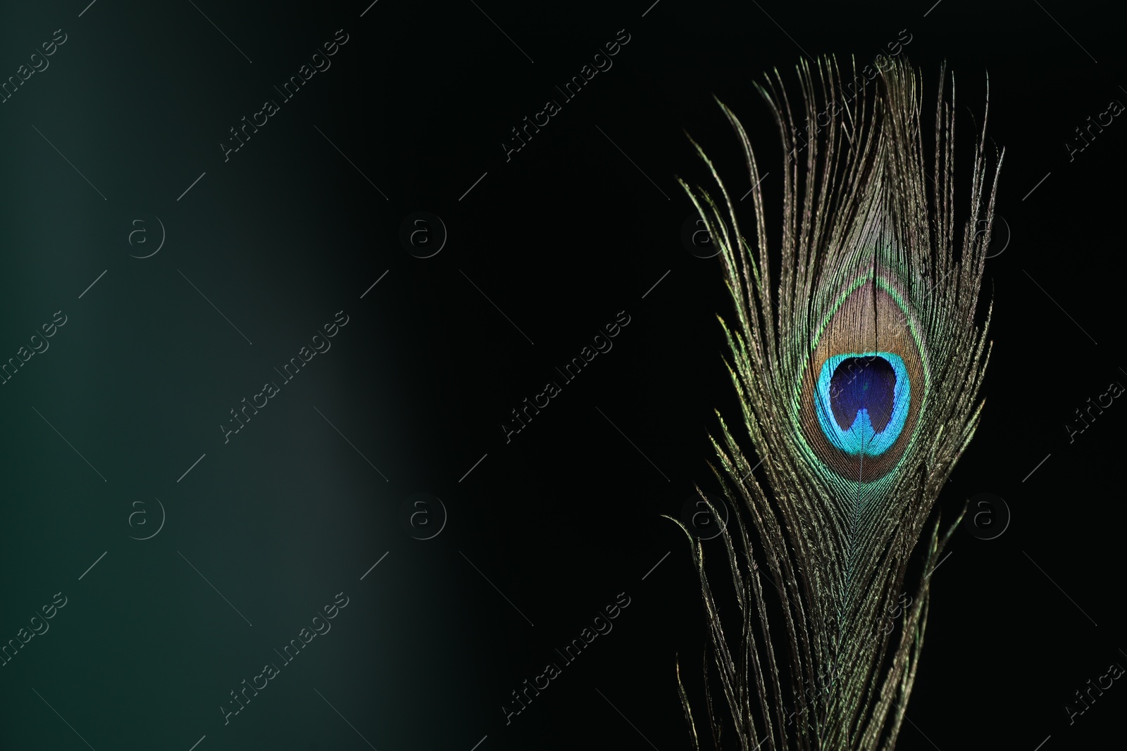 Photo of Beautiful peacock feather on dark background, closeup. Space for text