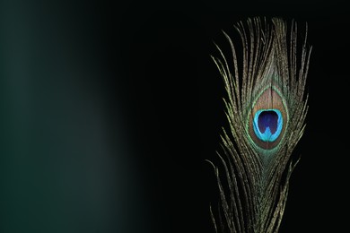 Beautiful peacock feather on dark background, closeup. Space for text