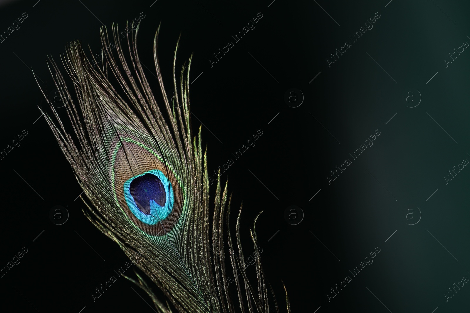 Photo of Beautiful peacock feather on dark background, closeup. Space for text