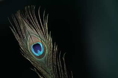 Beautiful peacock feather on dark background, closeup. Space for text