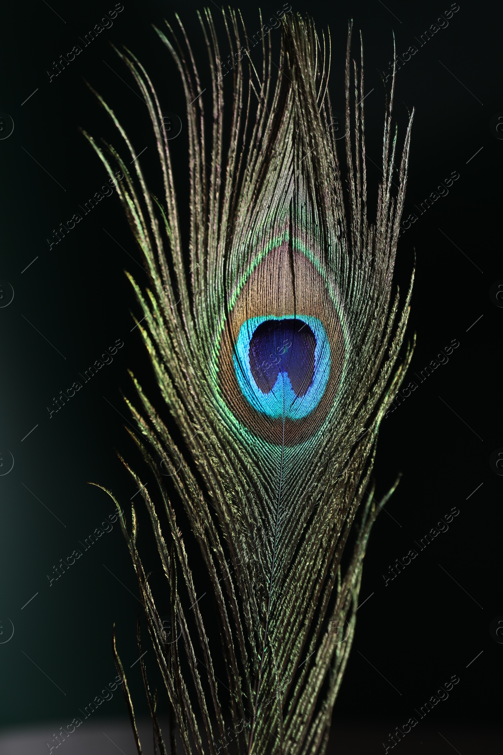 Photo of Beautiful peacock feather on dark background, closeup