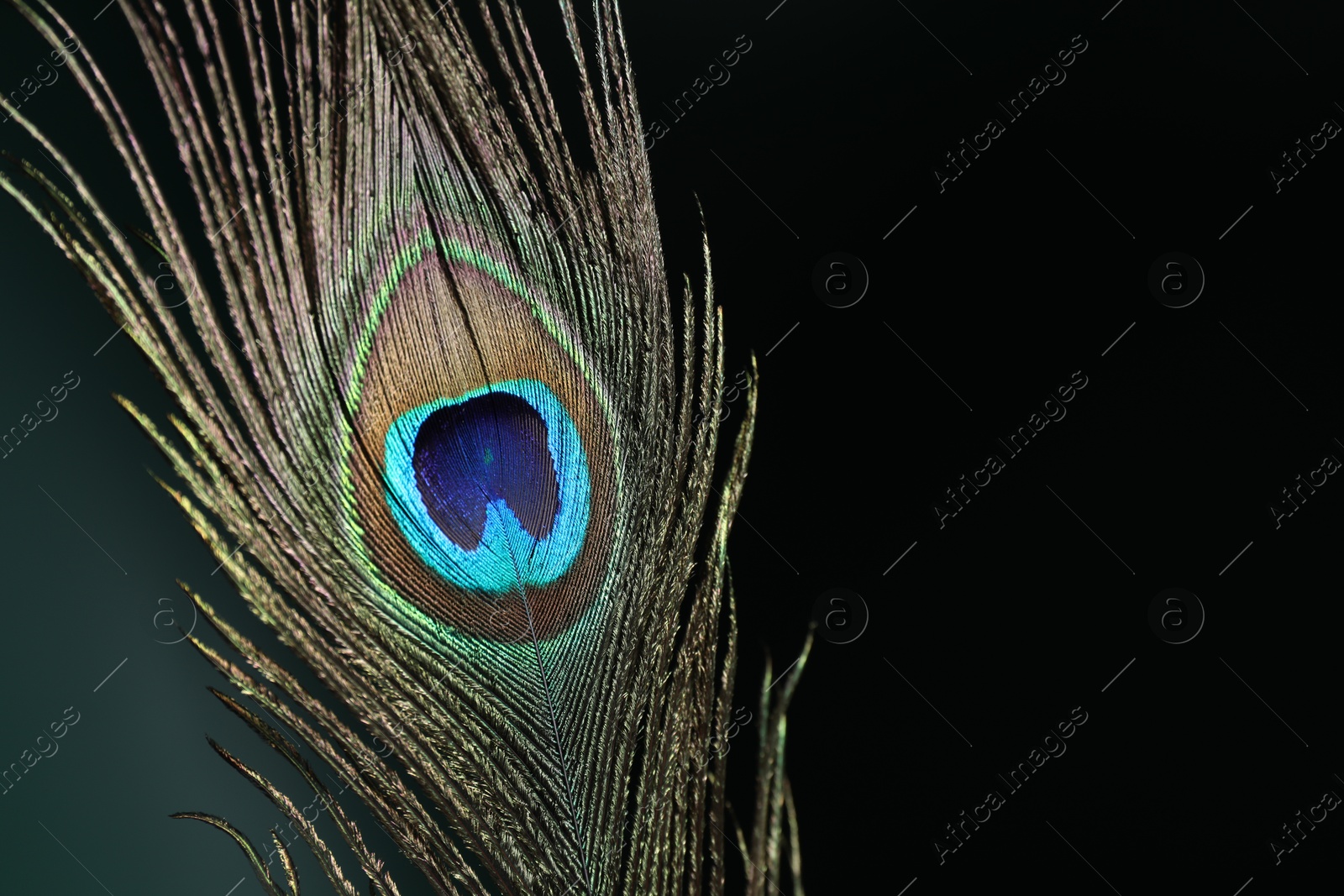 Photo of Beautiful peacock feather on dark background, closeup. Space for text