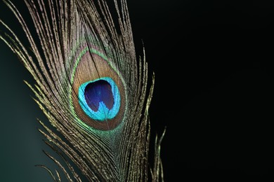 Beautiful peacock feather on dark background, closeup. Space for text