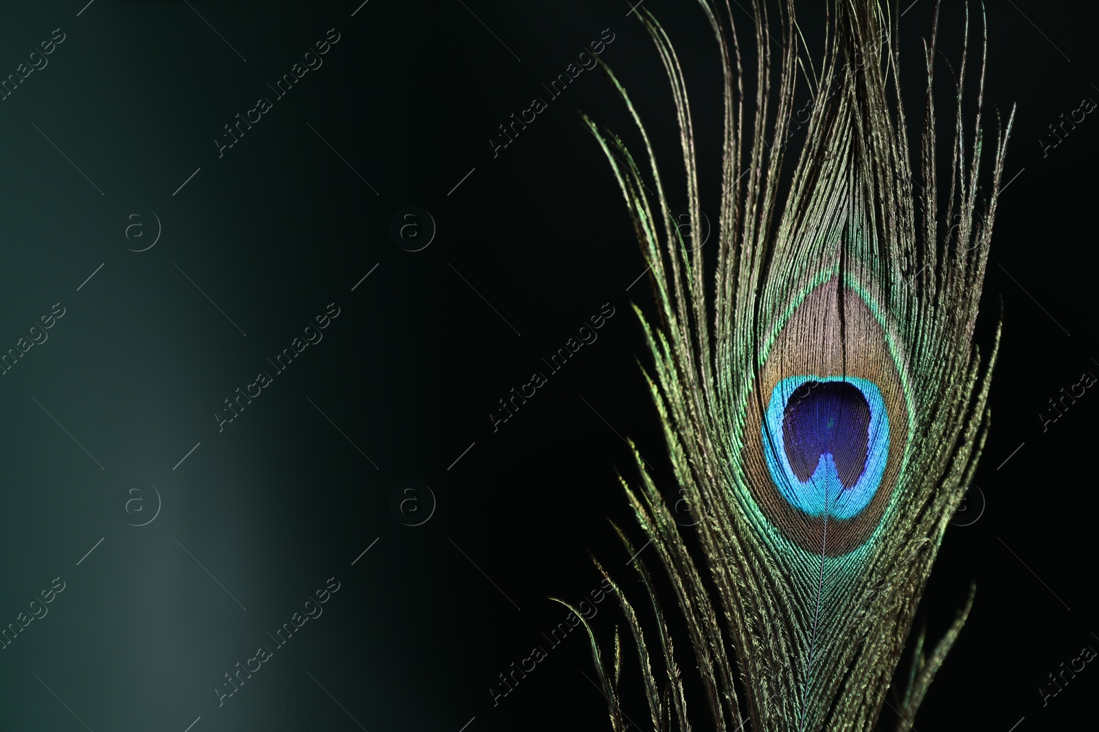 Photo of Beautiful peacock feather on dark background, closeup. Space for text