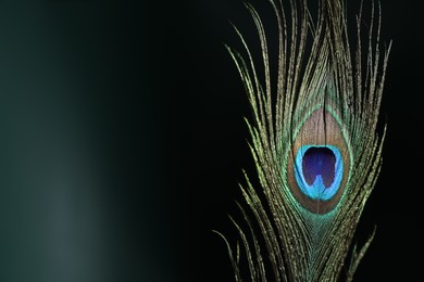 Photo of Beautiful peacock feather on dark background, closeup. Space for text