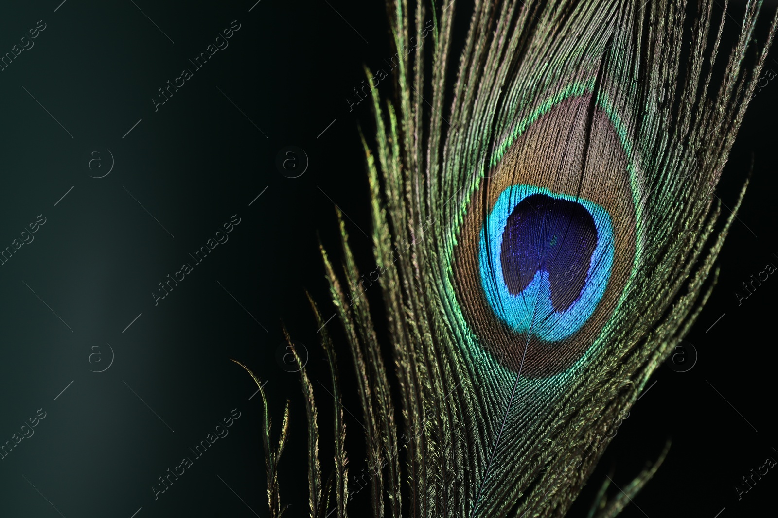 Photo of Beautiful peacock feather on dark background, closeup. Space for text