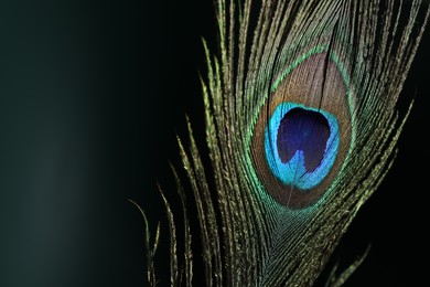 Beautiful peacock feather on dark background, closeup. Space for text