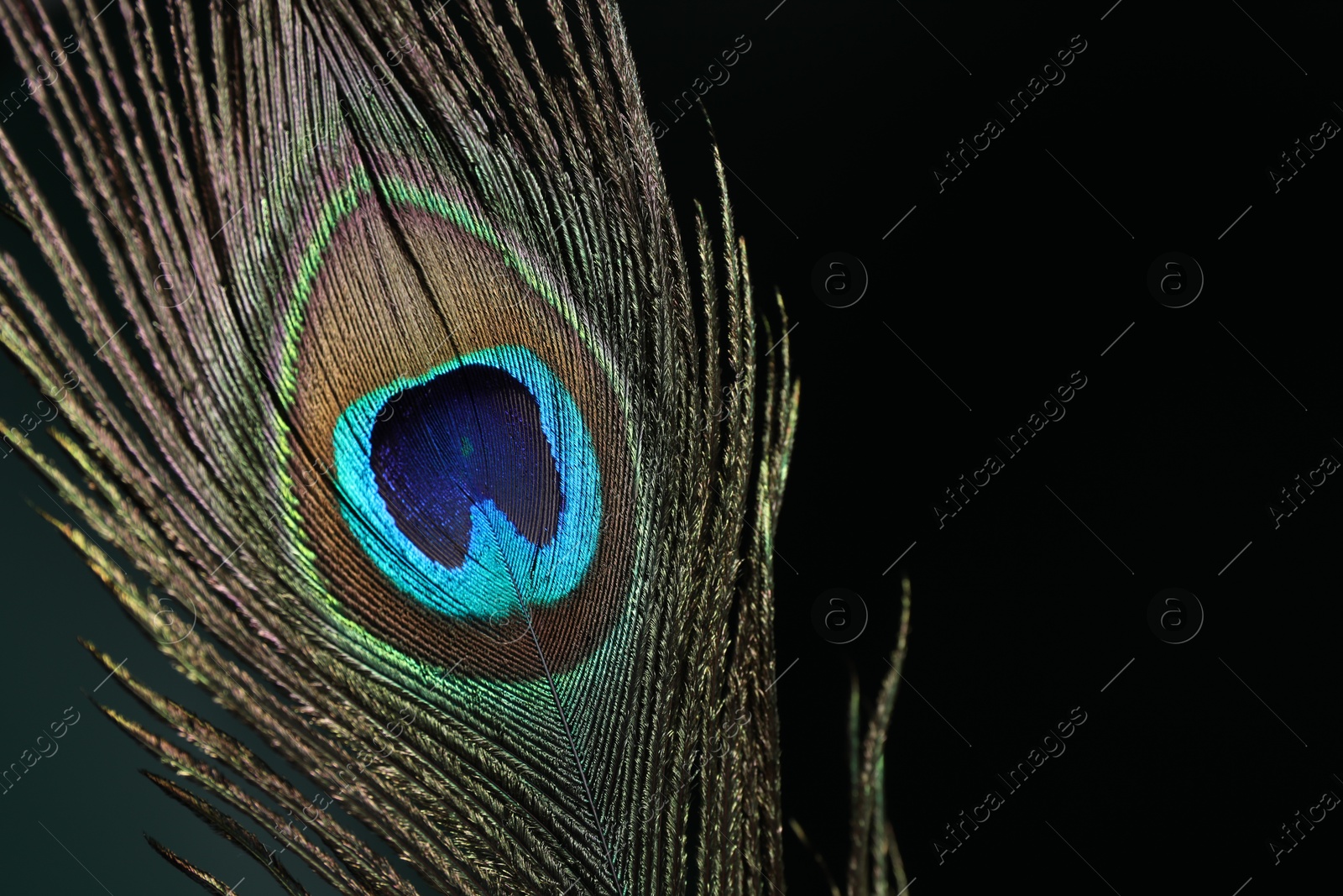 Photo of Beautiful peacock feather on dark background, closeup. Space for text