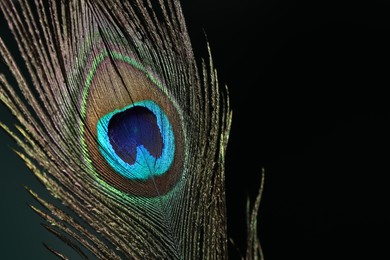 Beautiful peacock feather on dark background, closeup. Space for text