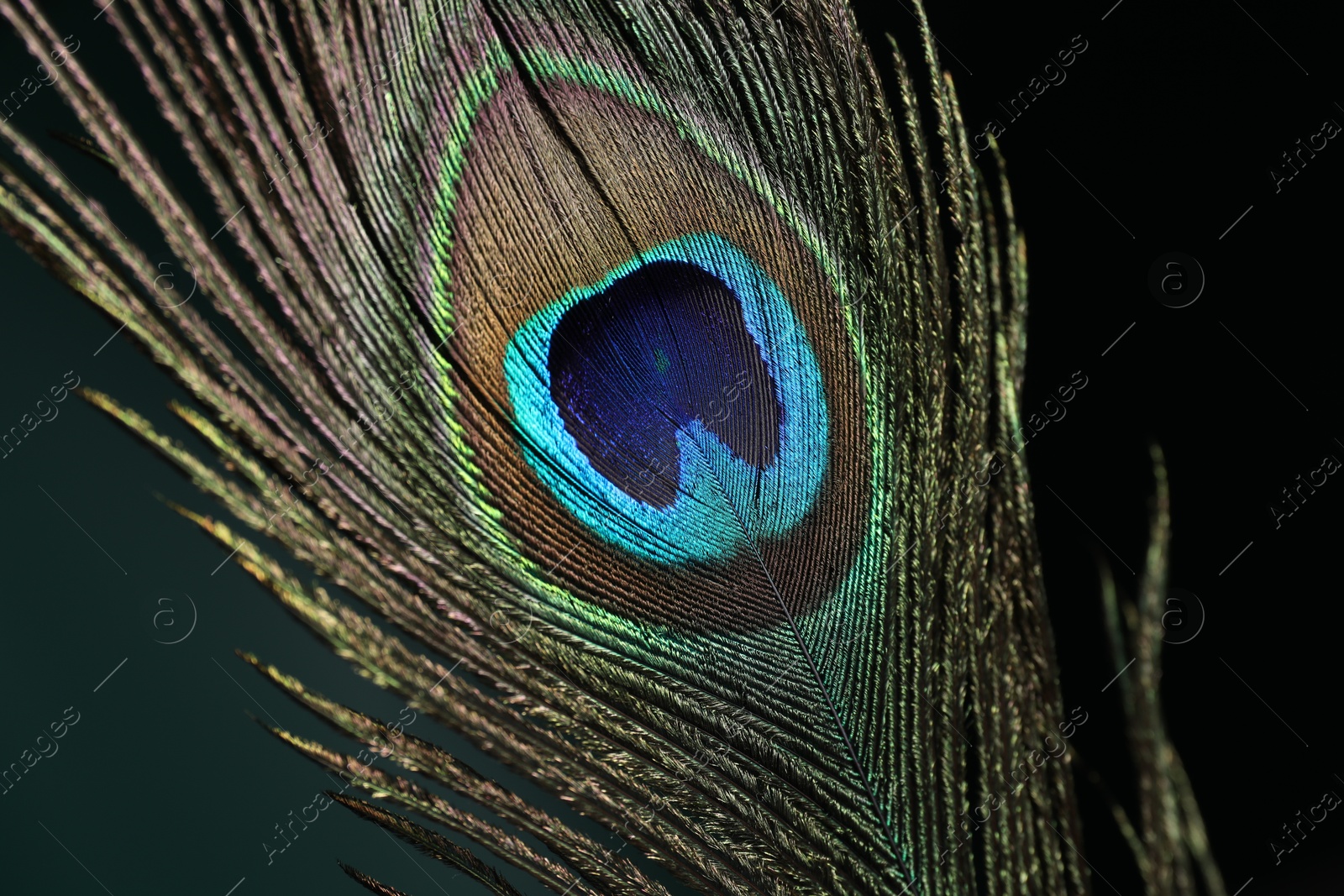 Photo of Beautiful peacock feather on dark background, closeup