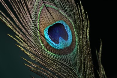 Beautiful peacock feather on dark background, closeup