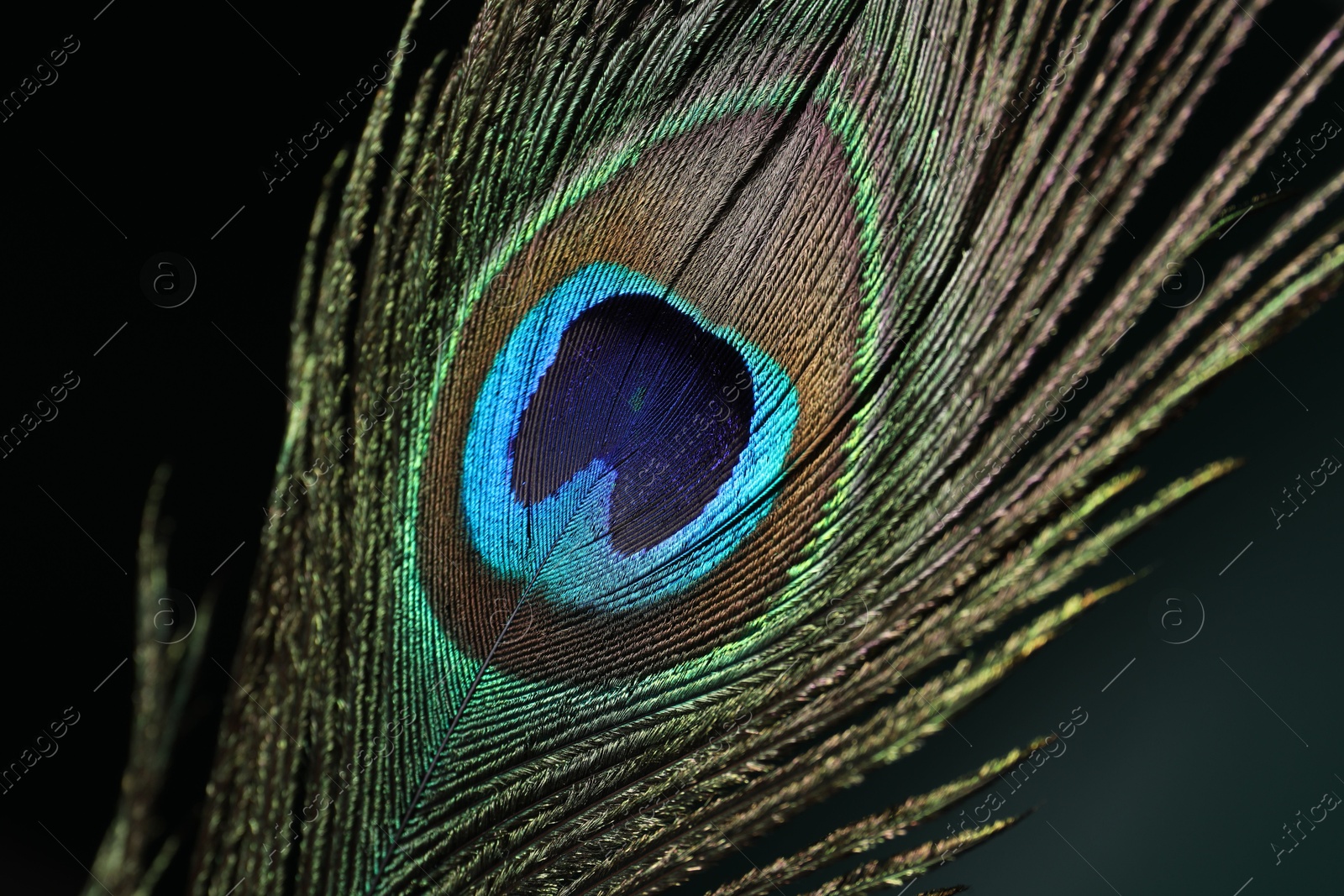 Photo of Beautiful peacock feather on dark background, closeup