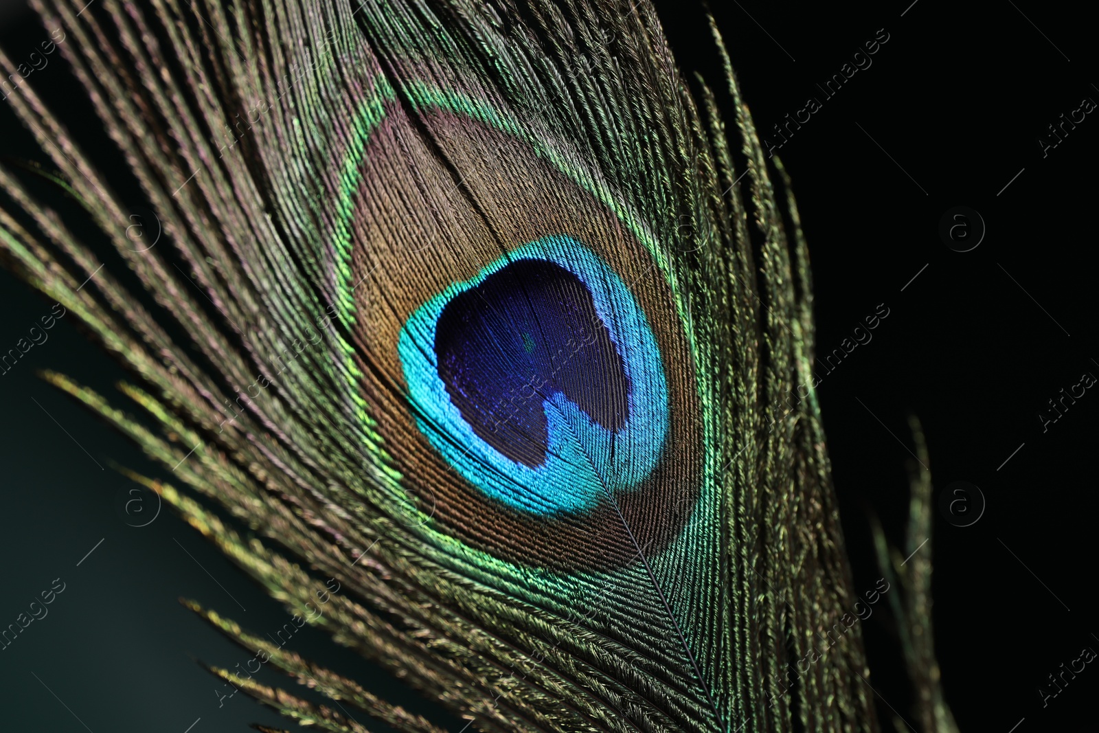 Photo of Beautiful peacock feather on dark background, closeup