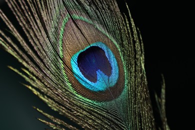 Beautiful peacock feather on dark background, closeup