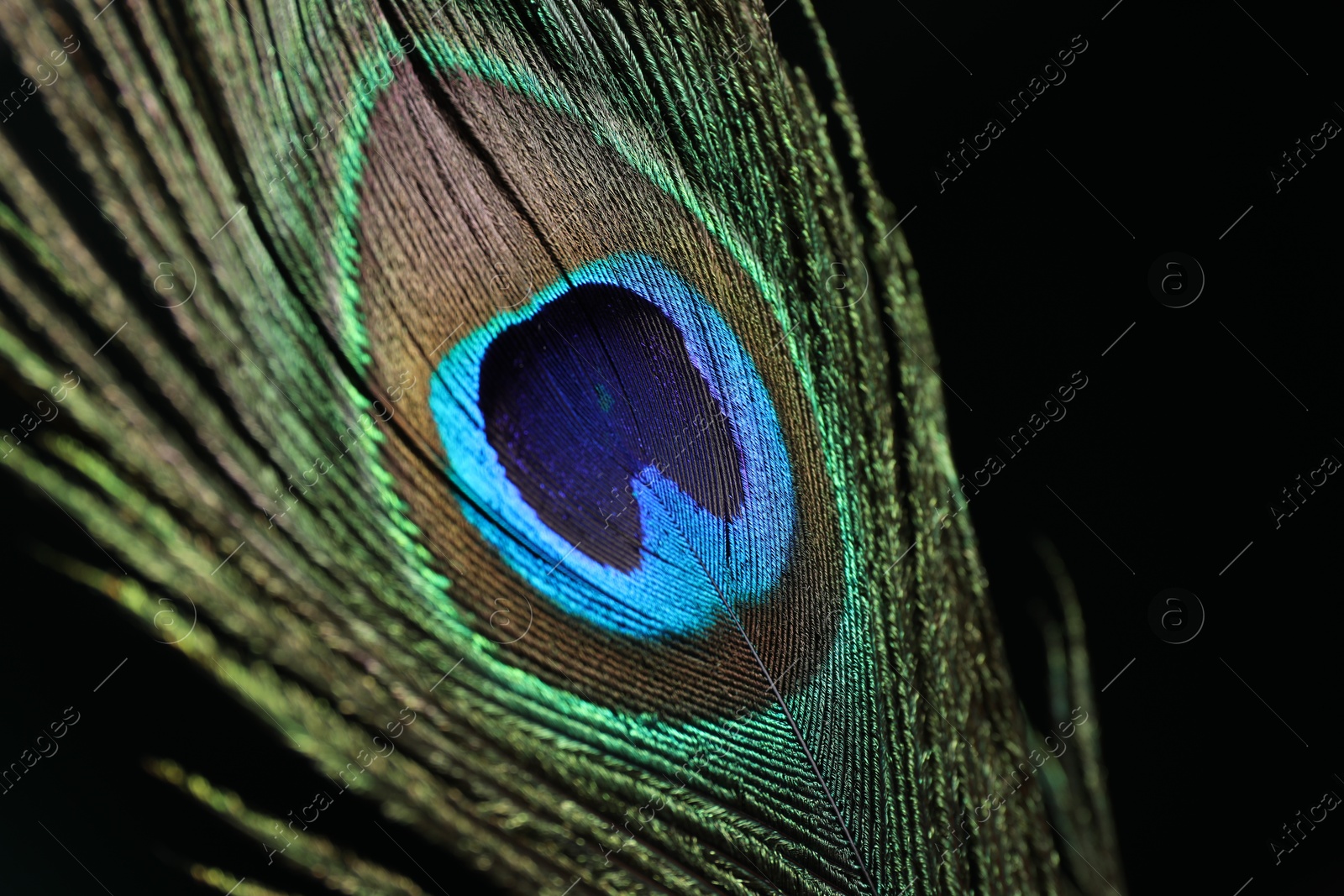 Photo of Beautiful peacock feather on dark background, closeup