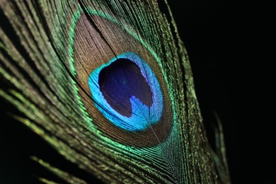 Photo of Beautiful peacock feather on dark background, closeup