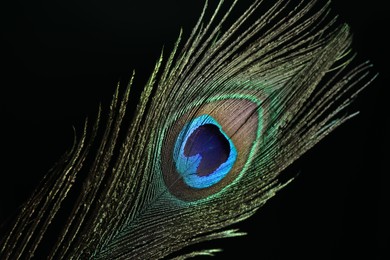 Beautiful peacock feather on dark background, closeup