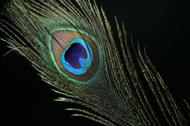 Photo of Beautiful peacock feather on dark background, closeup