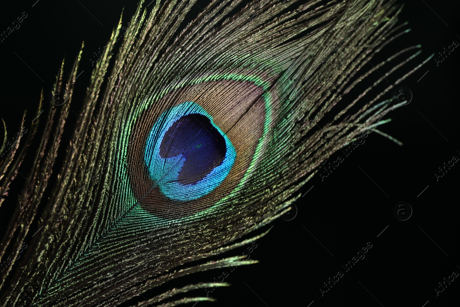 Photo of Beautiful peacock feather on dark background, closeup