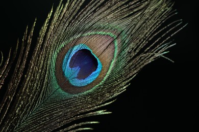 Beautiful peacock feather on dark background, closeup