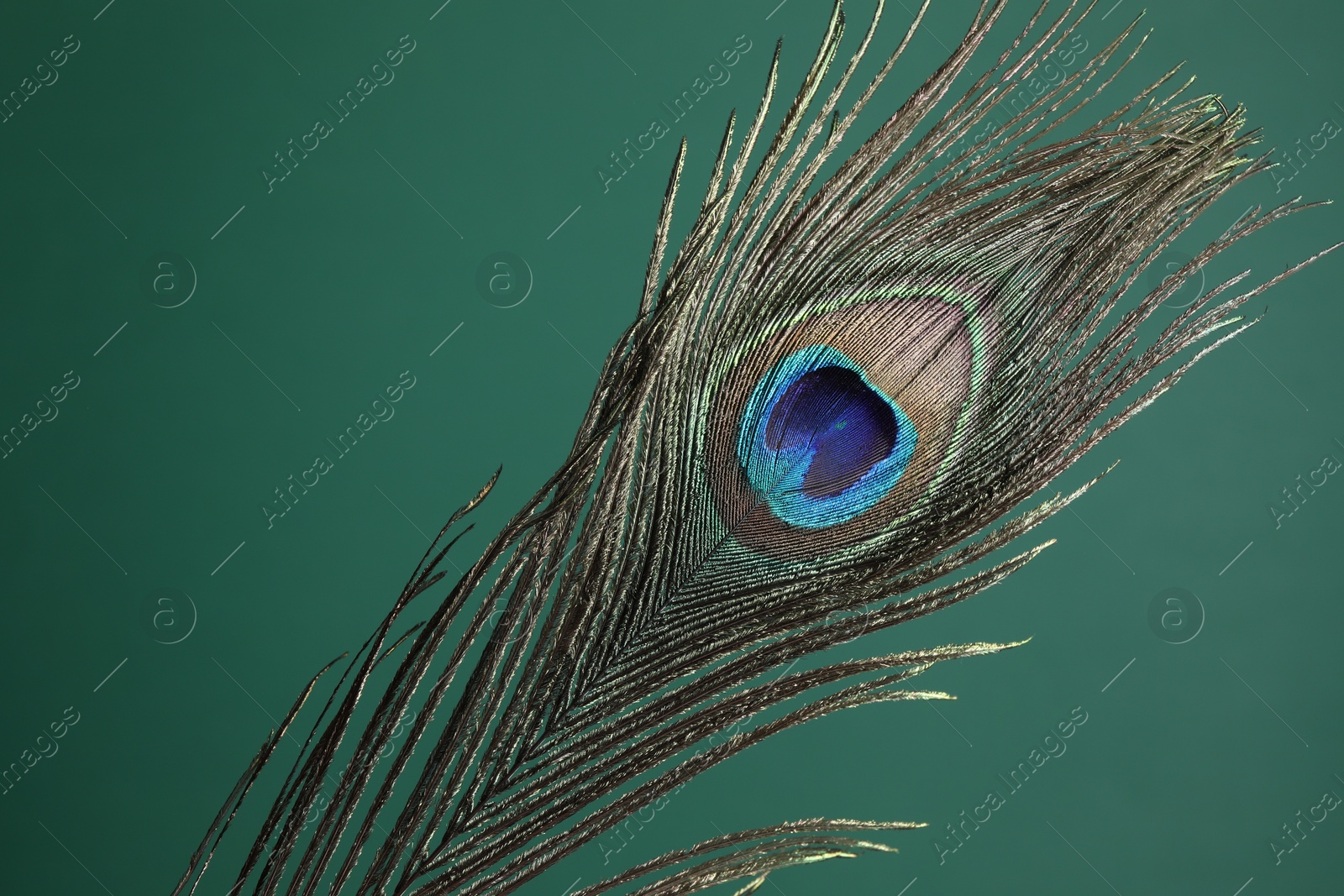 Photo of Beautiful peacock feather on teal background, closeup