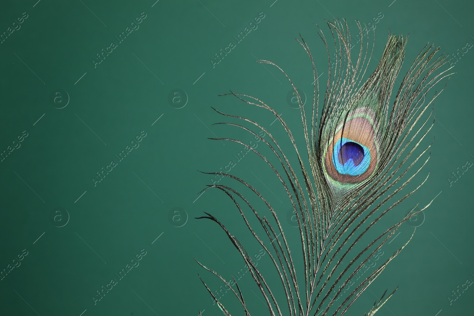 Photo of Beautiful peacock feather on teal background. Space for text