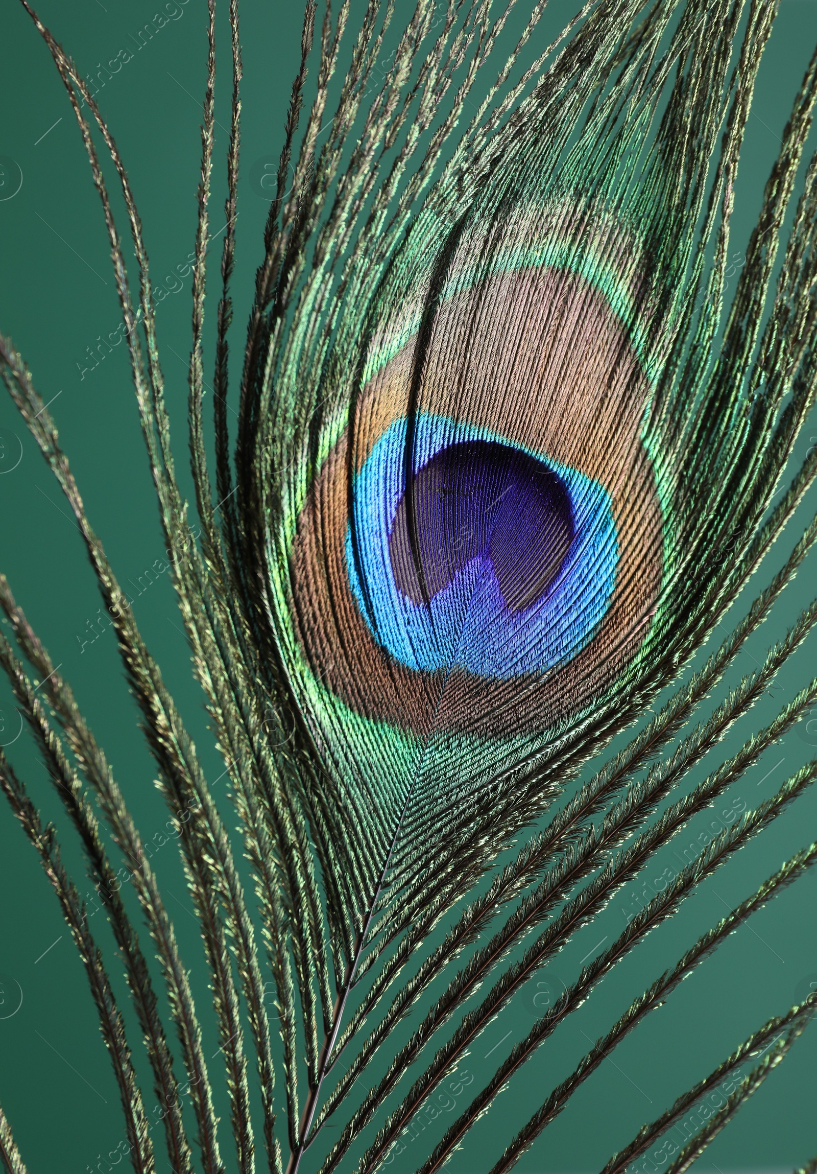 Photo of Beautiful peacock feather on teal background, closeup