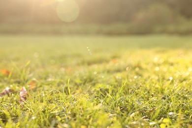 Photo of Beautiful view of green grass on sunny day