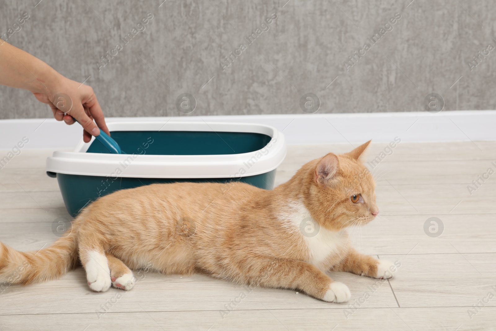 Photo of Woman cleaning cat litter tray indoors, closeup