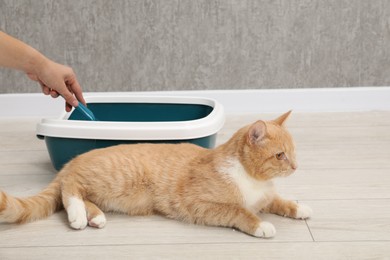 Woman cleaning cat litter tray indoors, closeup