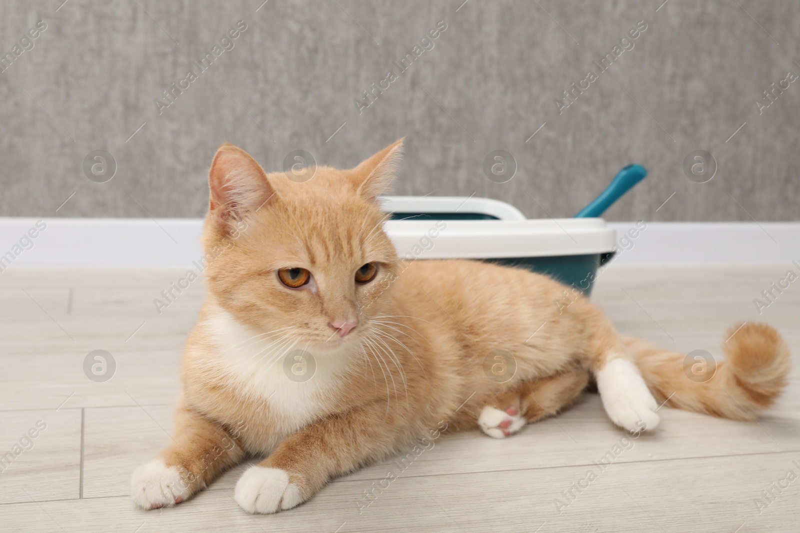 Photo of Cute ginger cat lying near litter tray on floor indoors