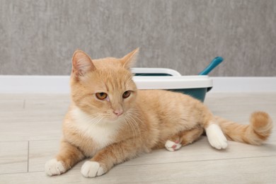 Cute ginger cat lying near litter tray on floor indoors