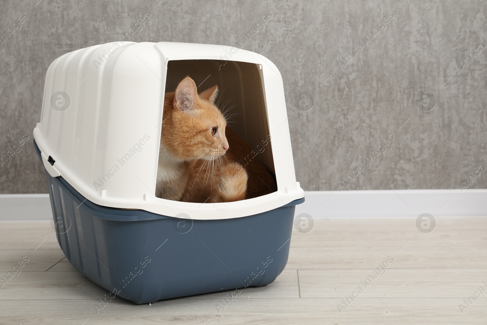 Photo of Cute ginger cat in litter box on floor indoors, space for text