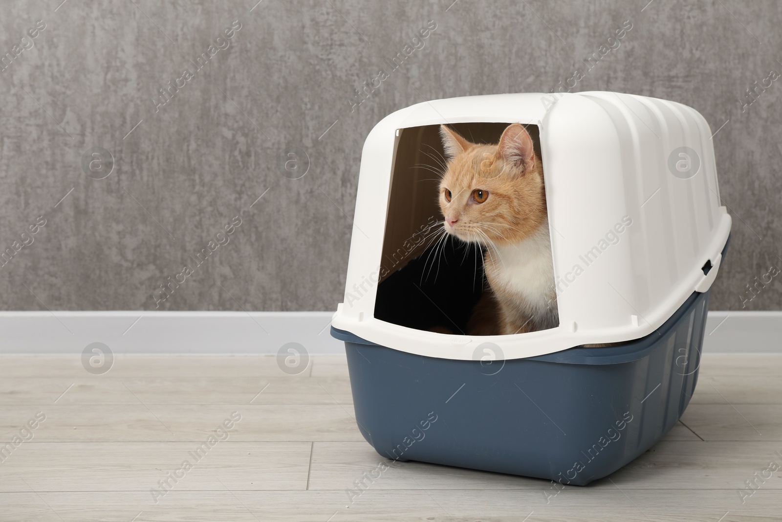 Photo of Cute ginger cat in litter box on floor indoors, space for text