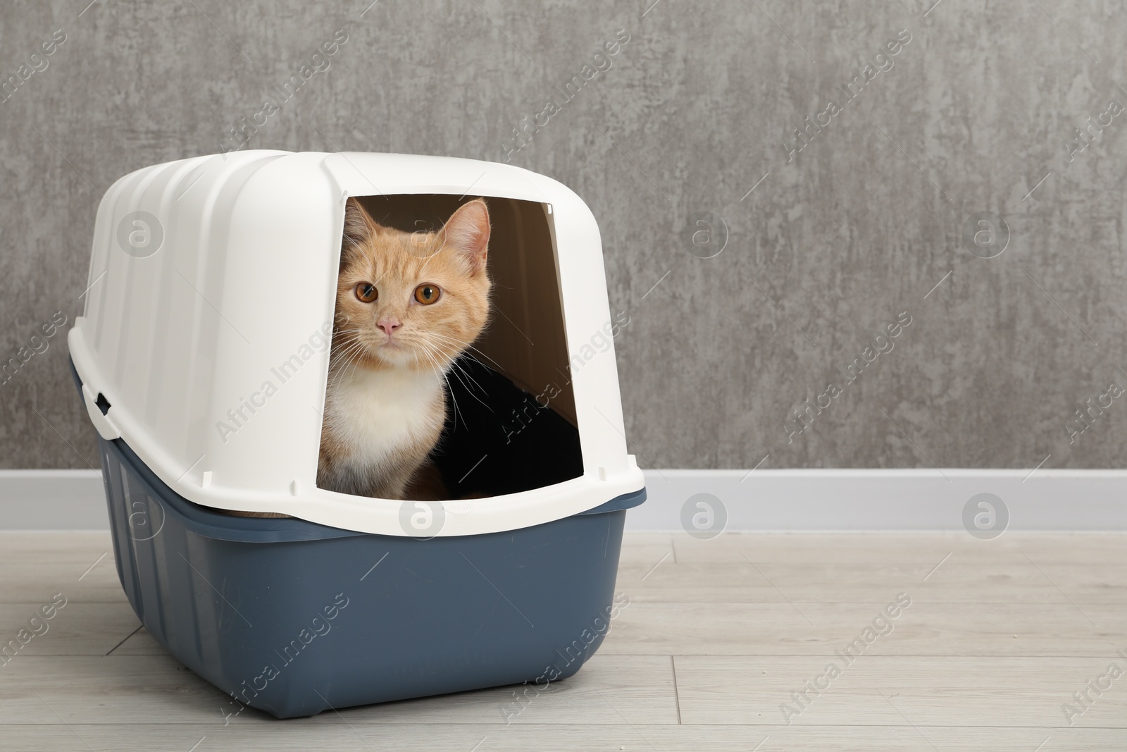 Photo of Cute ginger cat in litter box on floor indoors, space for text