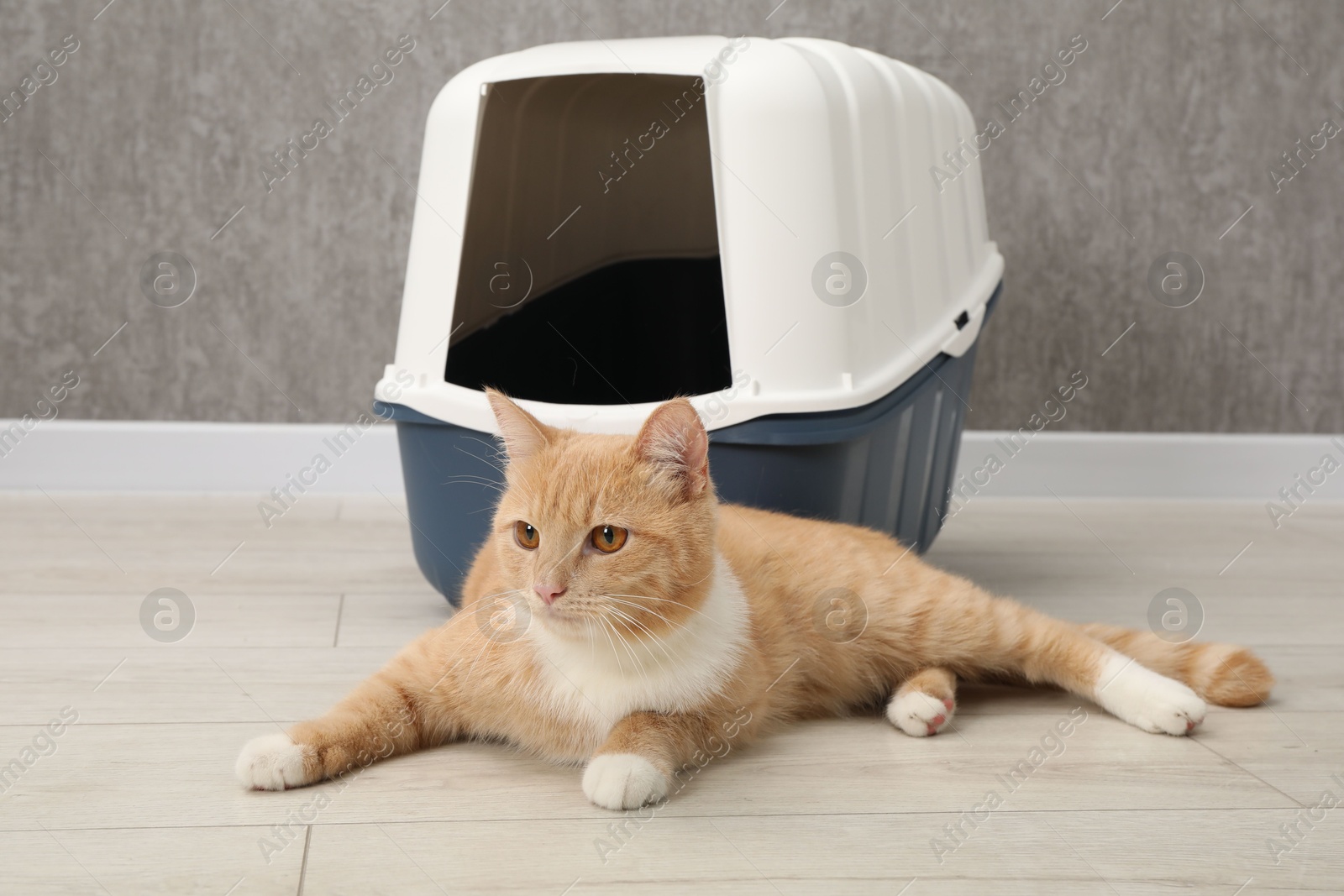 Photo of Cute ginger cat lying near litter box on floor indoors