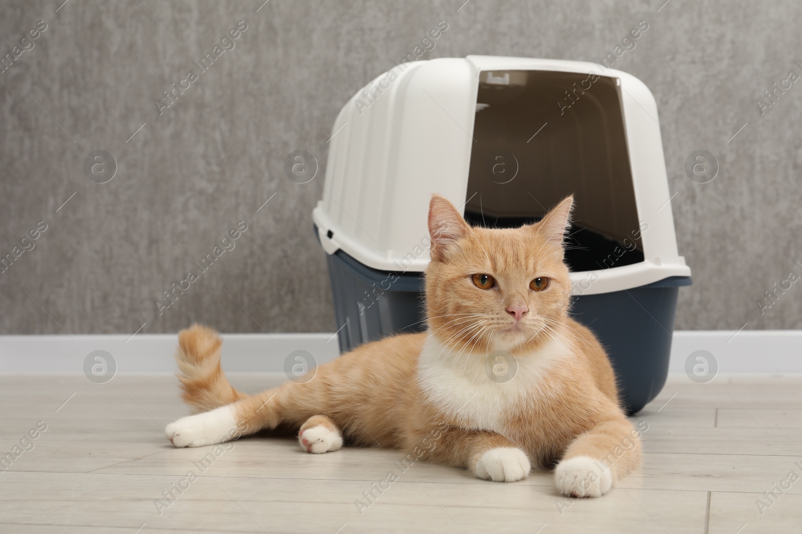 Photo of Cute ginger cat lying near litter box on floor indoors