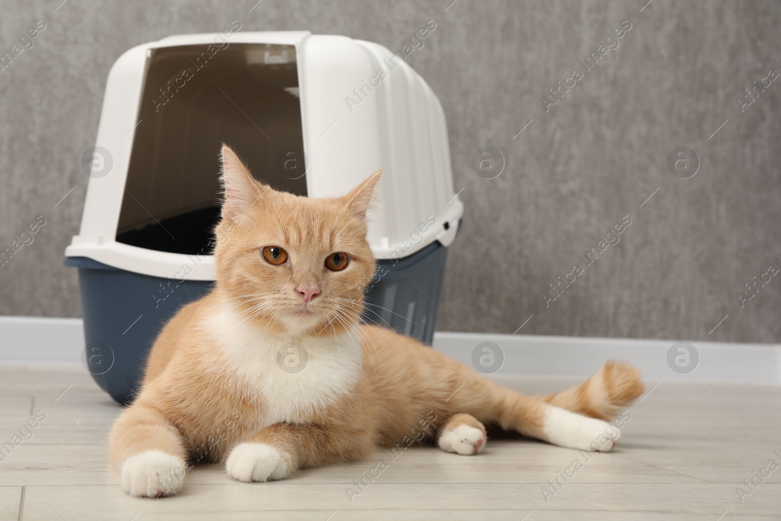 Photo of Cute ginger cat lying near litter box on floor indoors